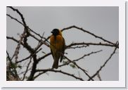05KigaliToAkagara - 20 * Black-headed Weaver.
